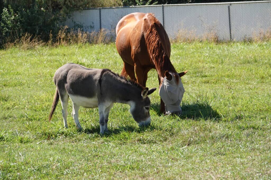 A horse and a donkey grazing on grass